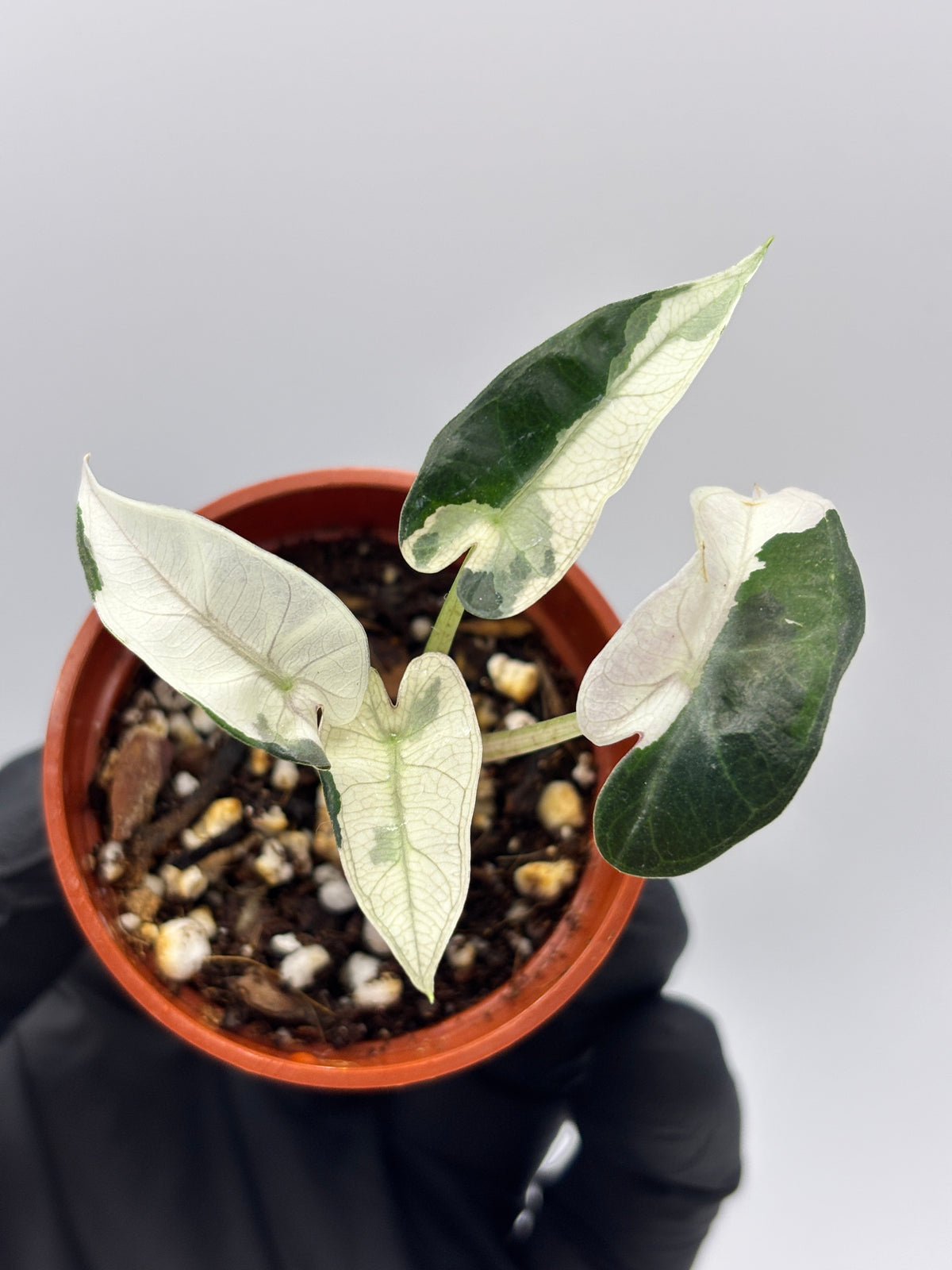 Alocasia Bambino Pink Variegated #10