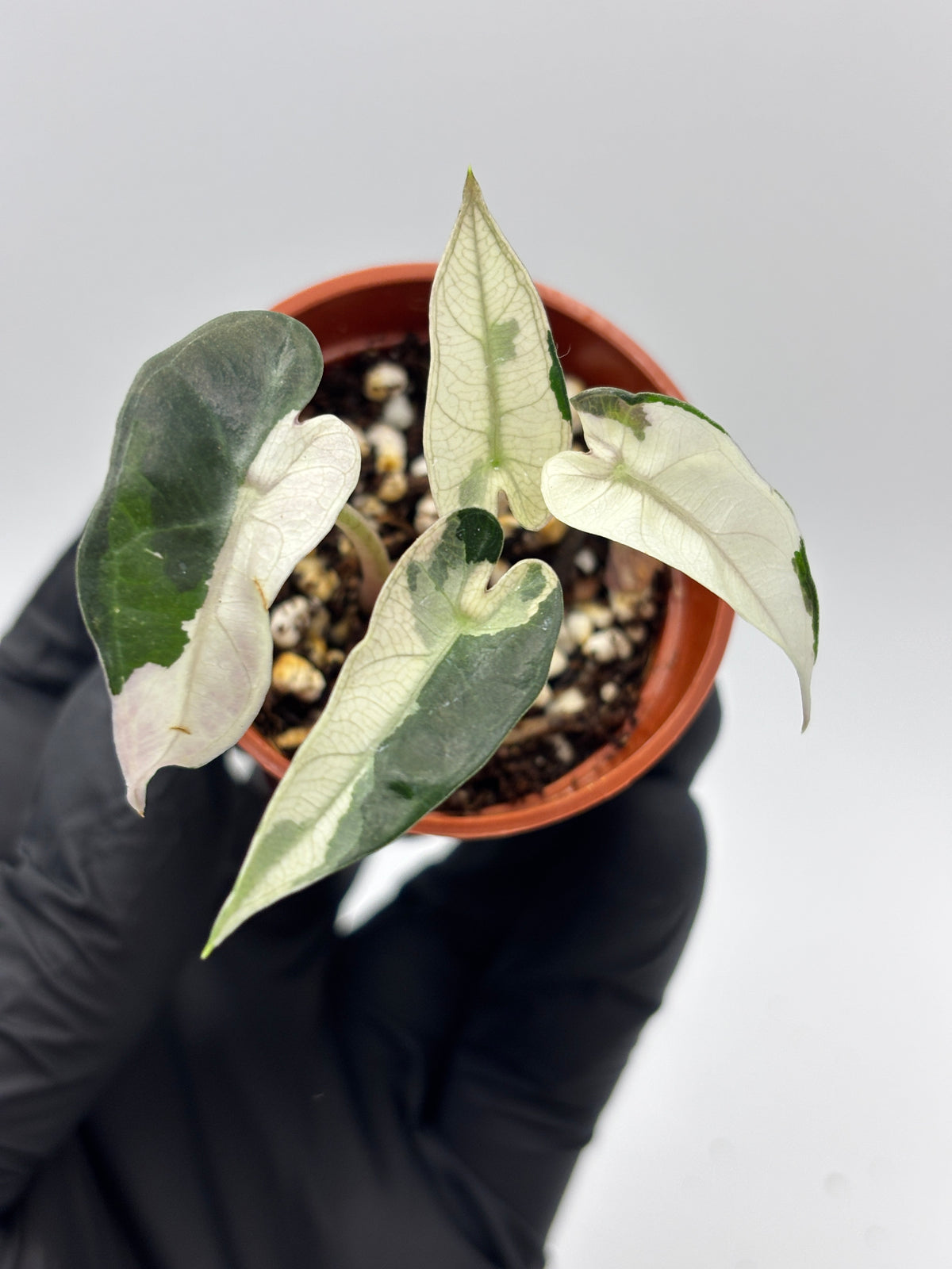 Alocasia Bambino Pink Variegated #10