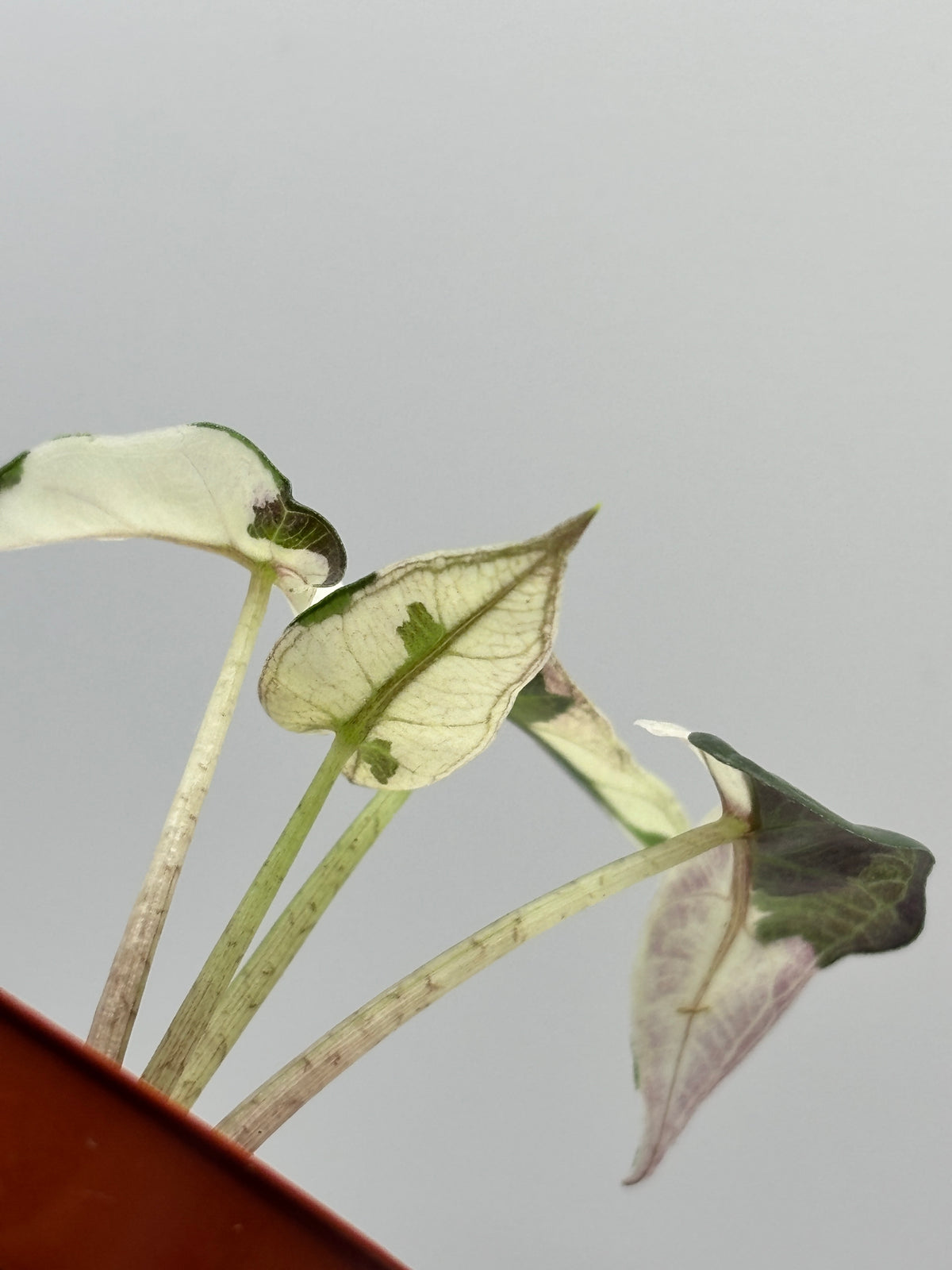 Alocasia Bambino Pink Variegated #10