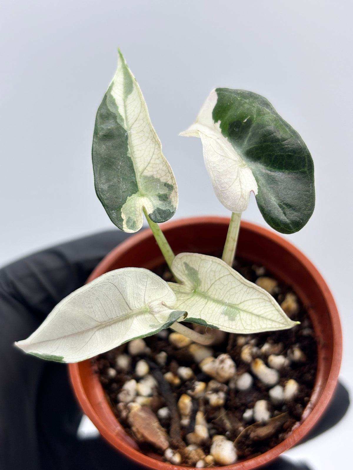 Alocasia Bambino Pink Variegated #10