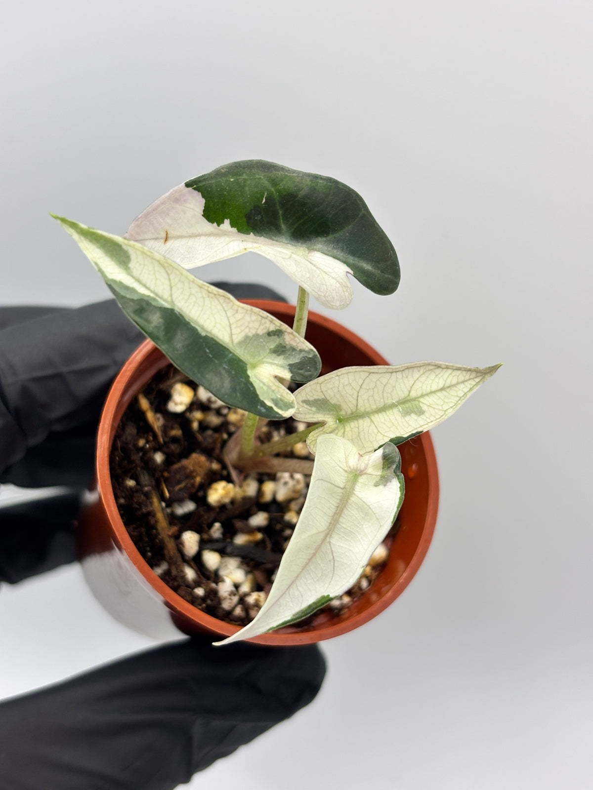 Alocasia Bambino Pink Variegated #10