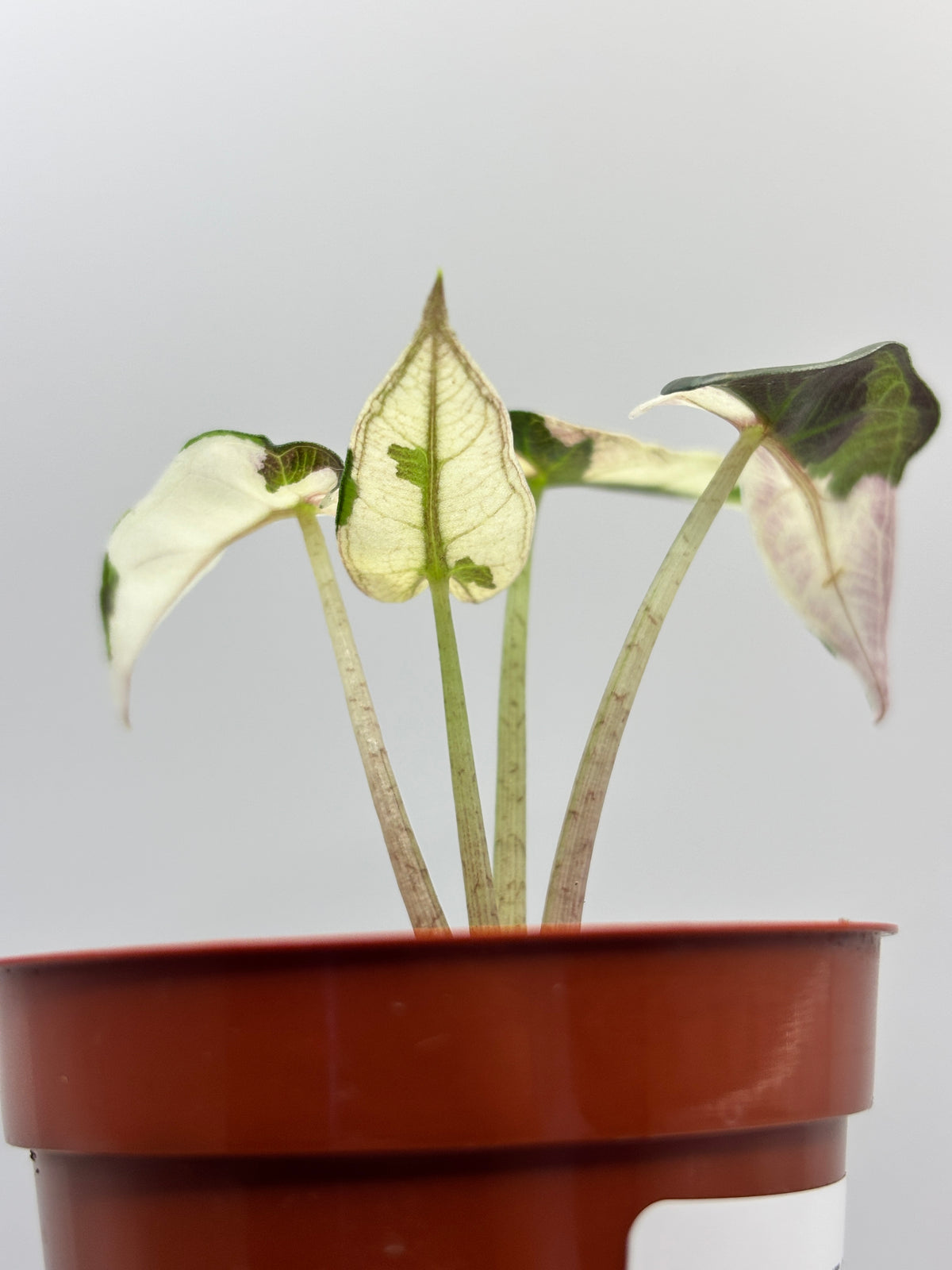 Alocasia Bambino Pink Variegated #10