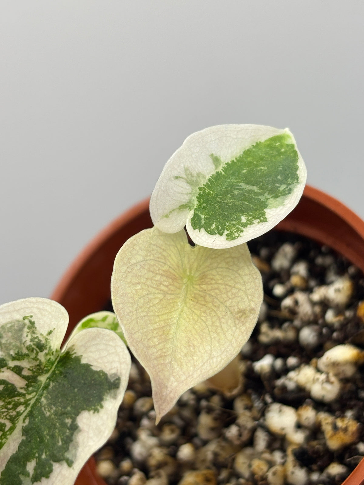Alocasia Cuprea Super Pink Variegated #1