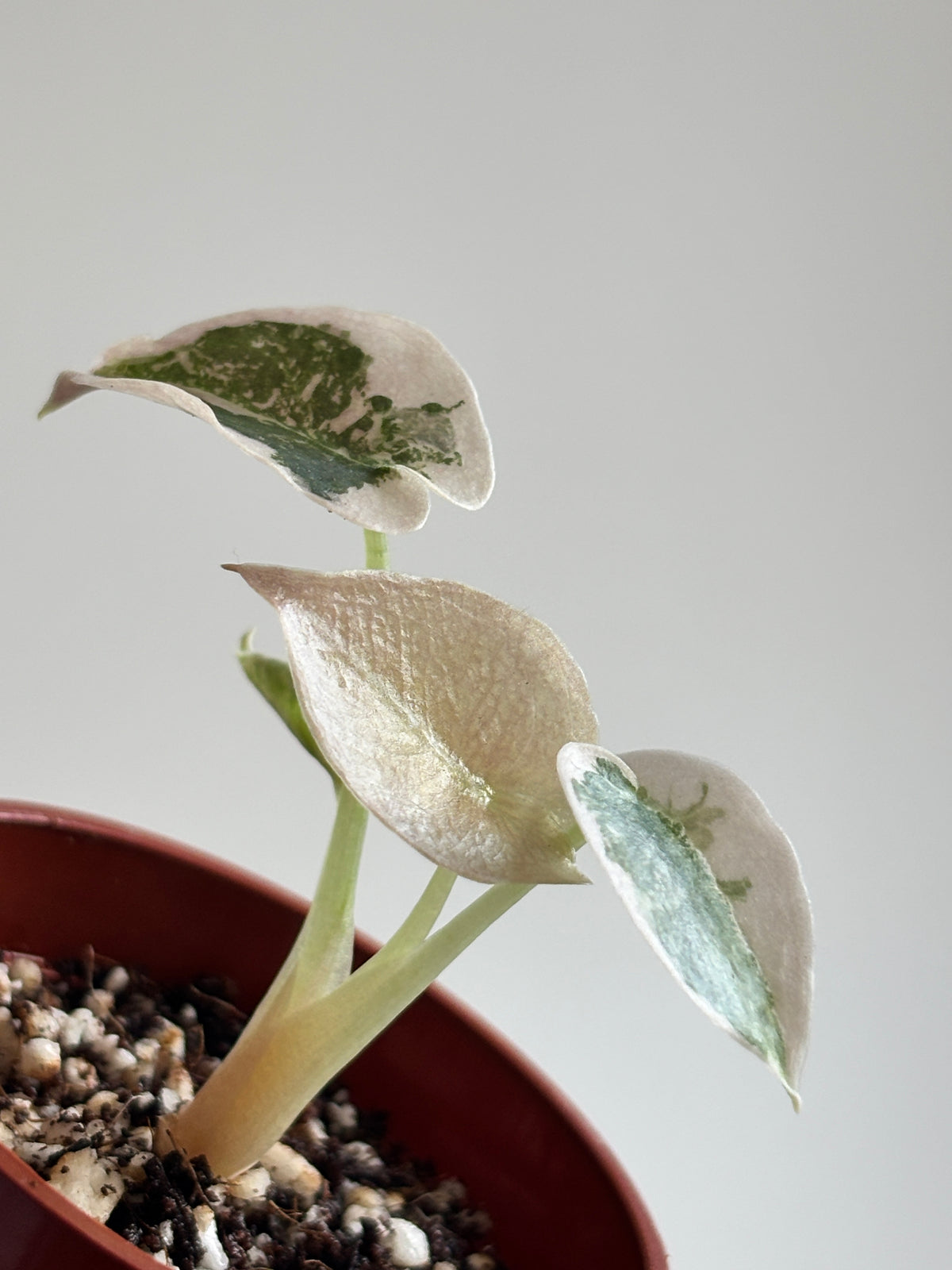 Alocasia Cuprea Super Pink Variegated #1