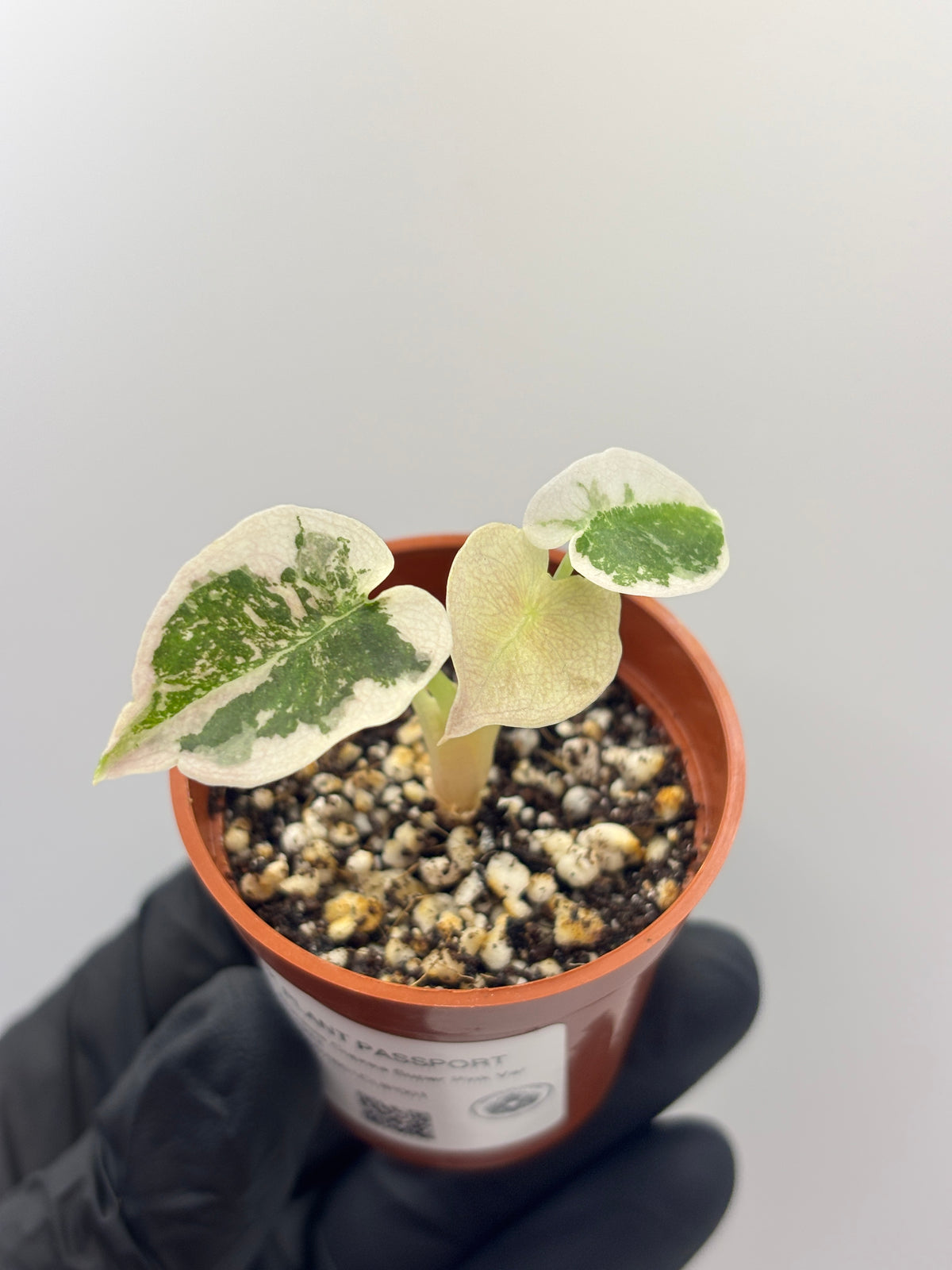 Alocasia Cuprea Super Pink Variegated #1
