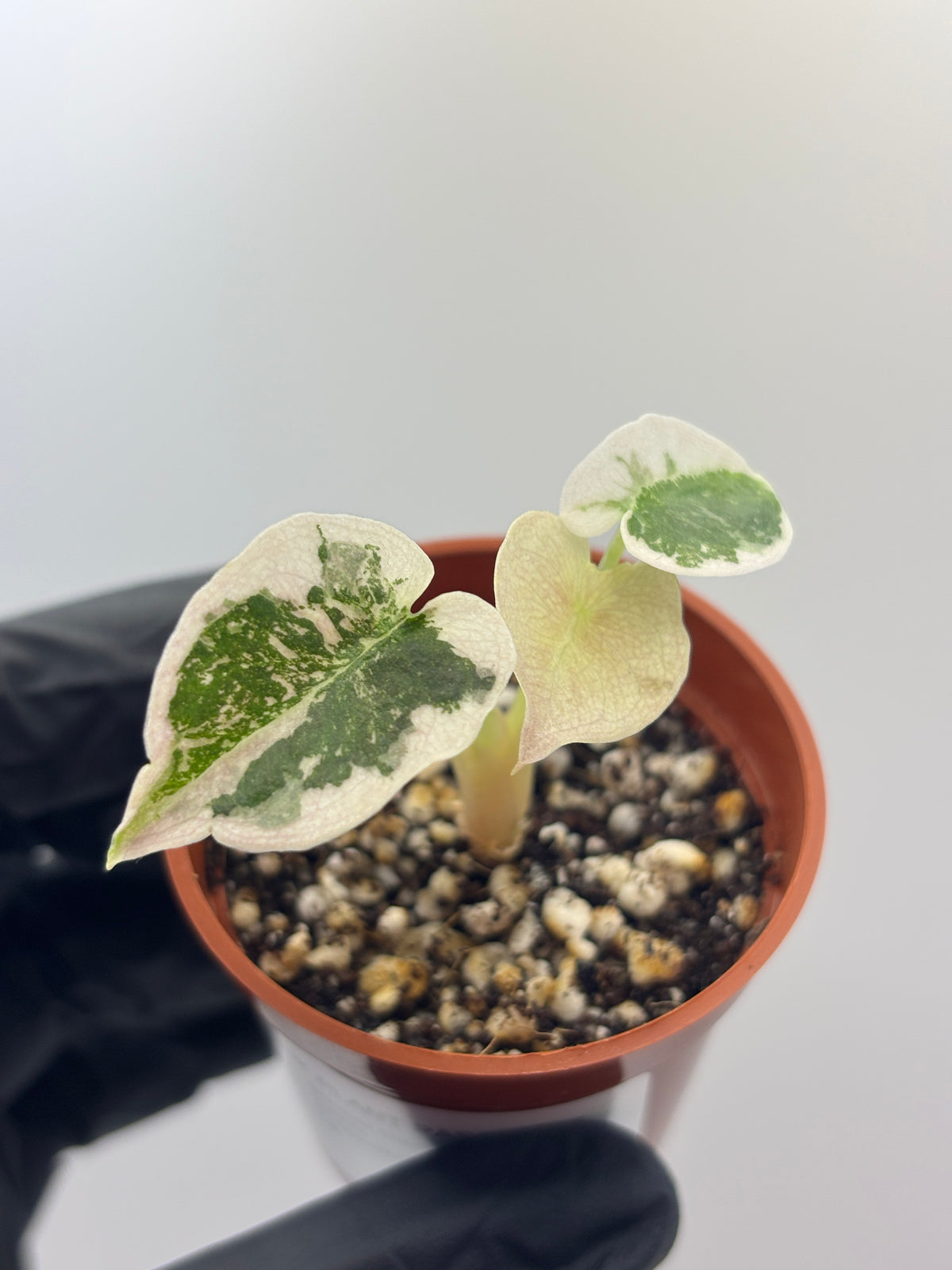 Alocasia Cuprea Super Pink Variegated #1