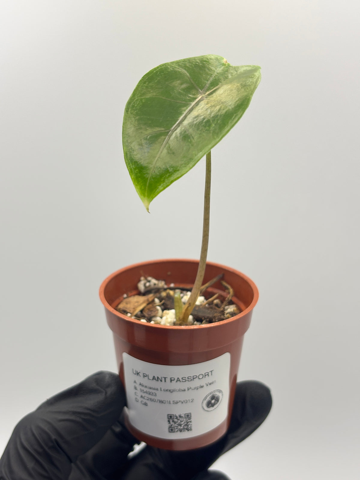 Alocasia Longiloba Suhirmaniana Purple Vein #12