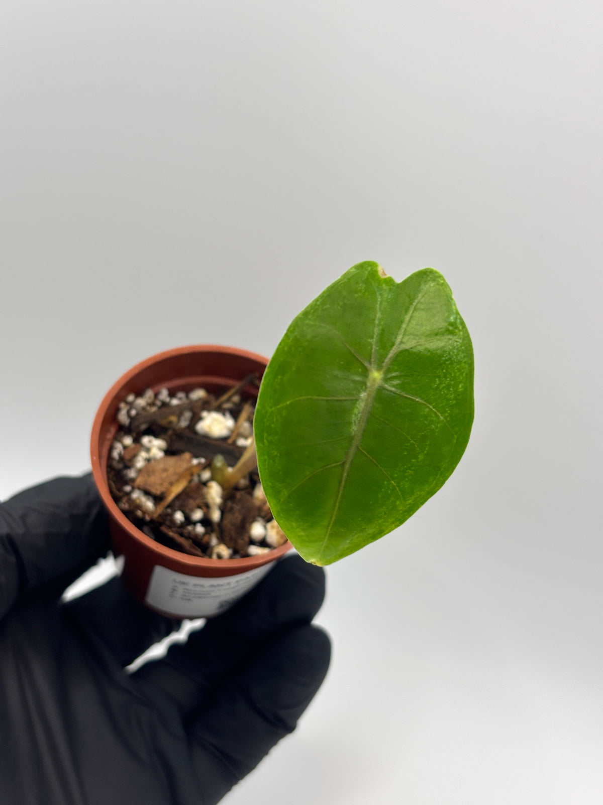Alocasia Longiloba Suhirmaniana Purple Vein #12