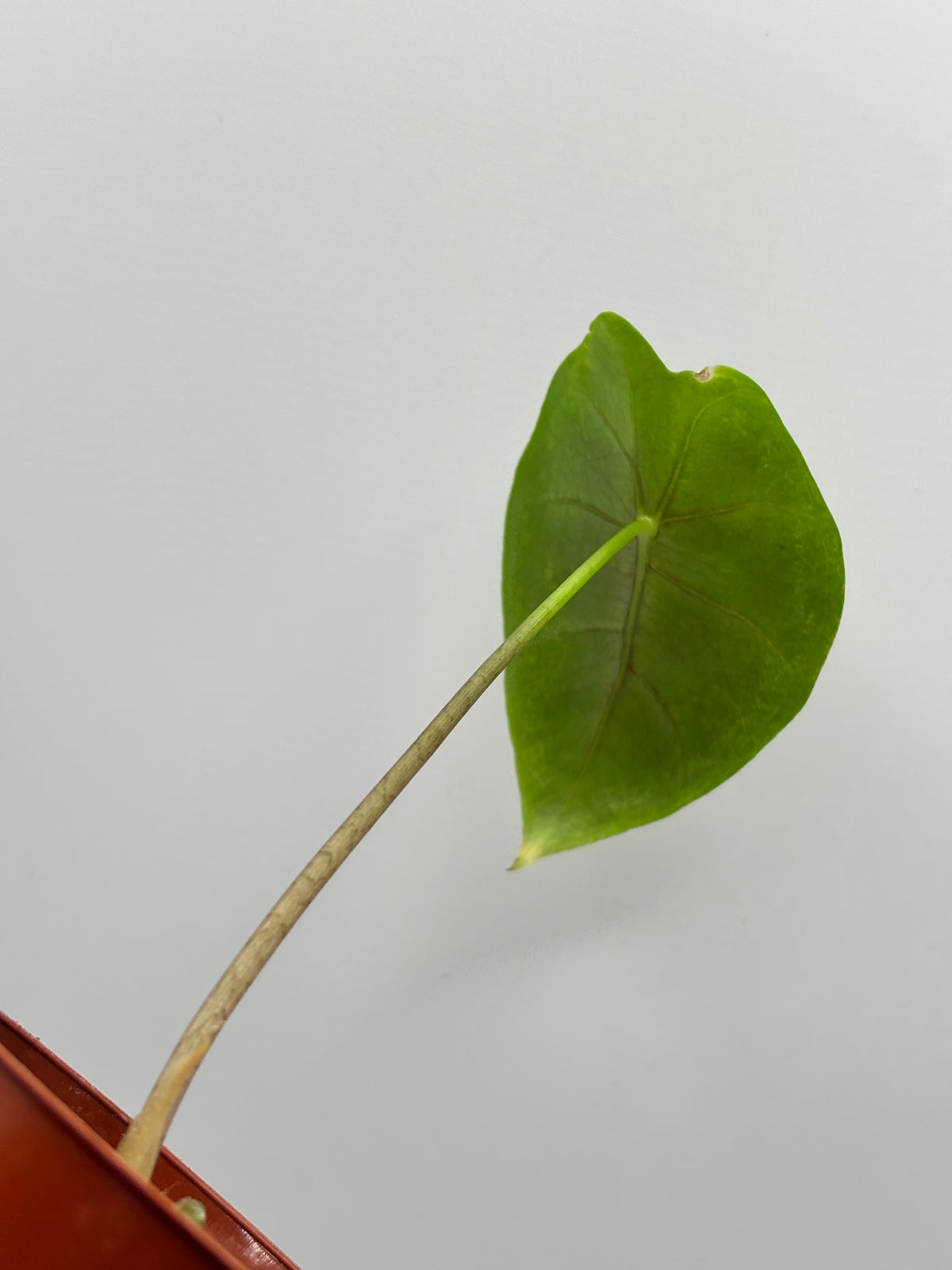 Alocasia Longiloba Suhirmaniana Purple Vein #12