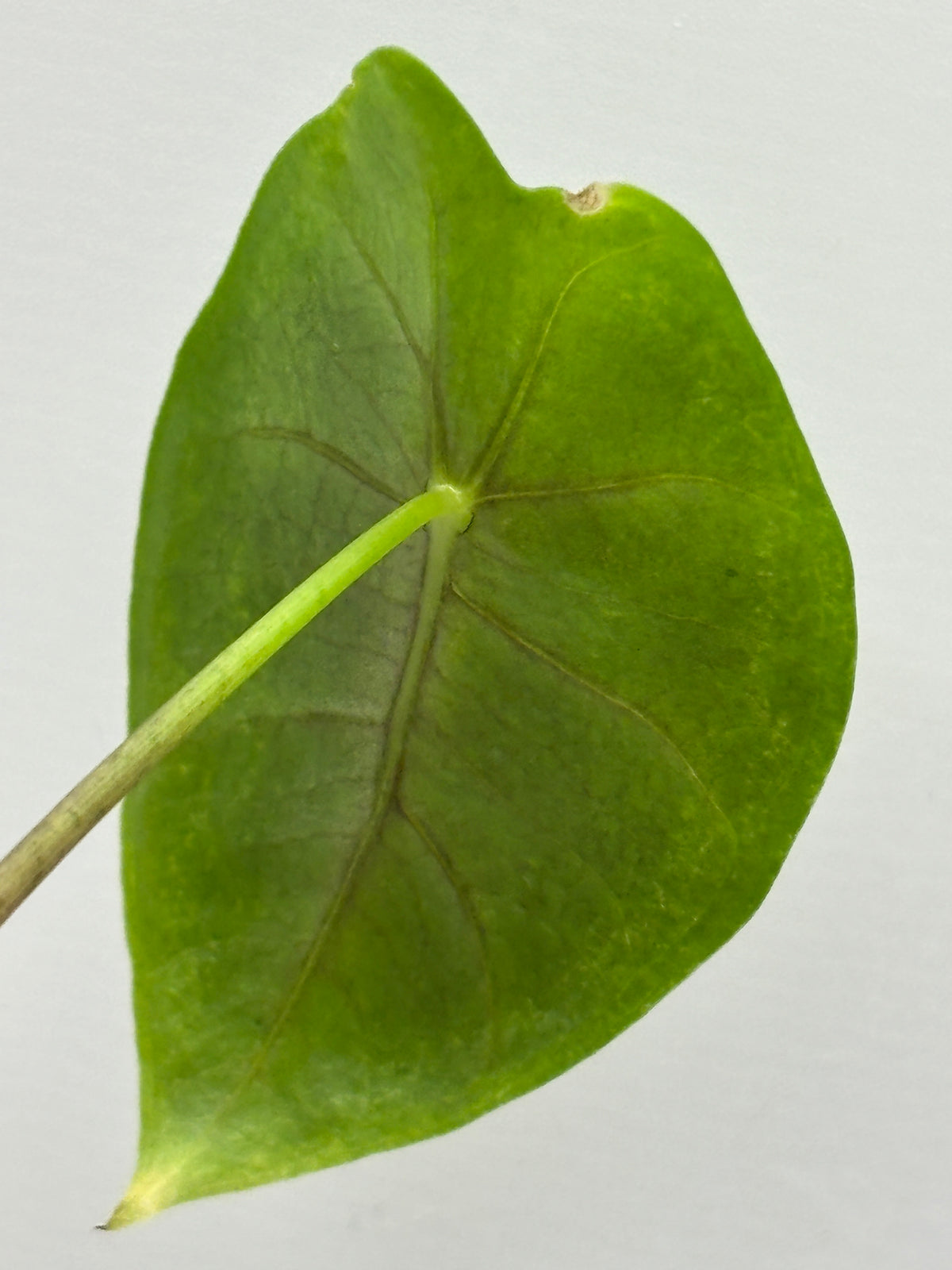 Alocasia Longiloba Suhirmaniana Purple Vein #12