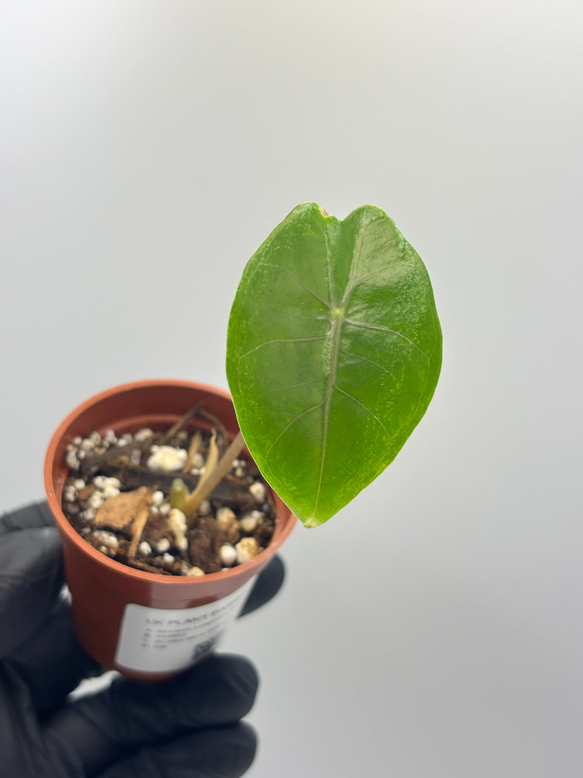 Alocasia Longiloba Suhirmaniana Purple Vein #12