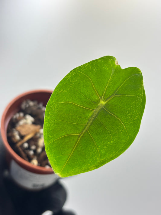 Alocasia Longiloba Suhirmaniana Purple Vein #12