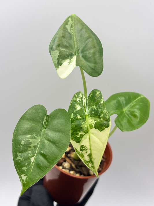 Alocasia Frydek Albo Variegated #02