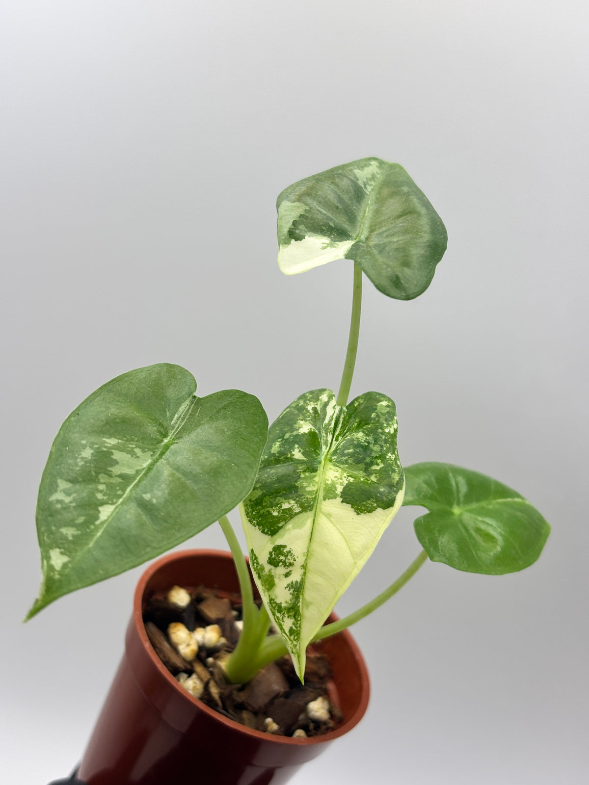 Alocasia Frydek Albo Variegated #02