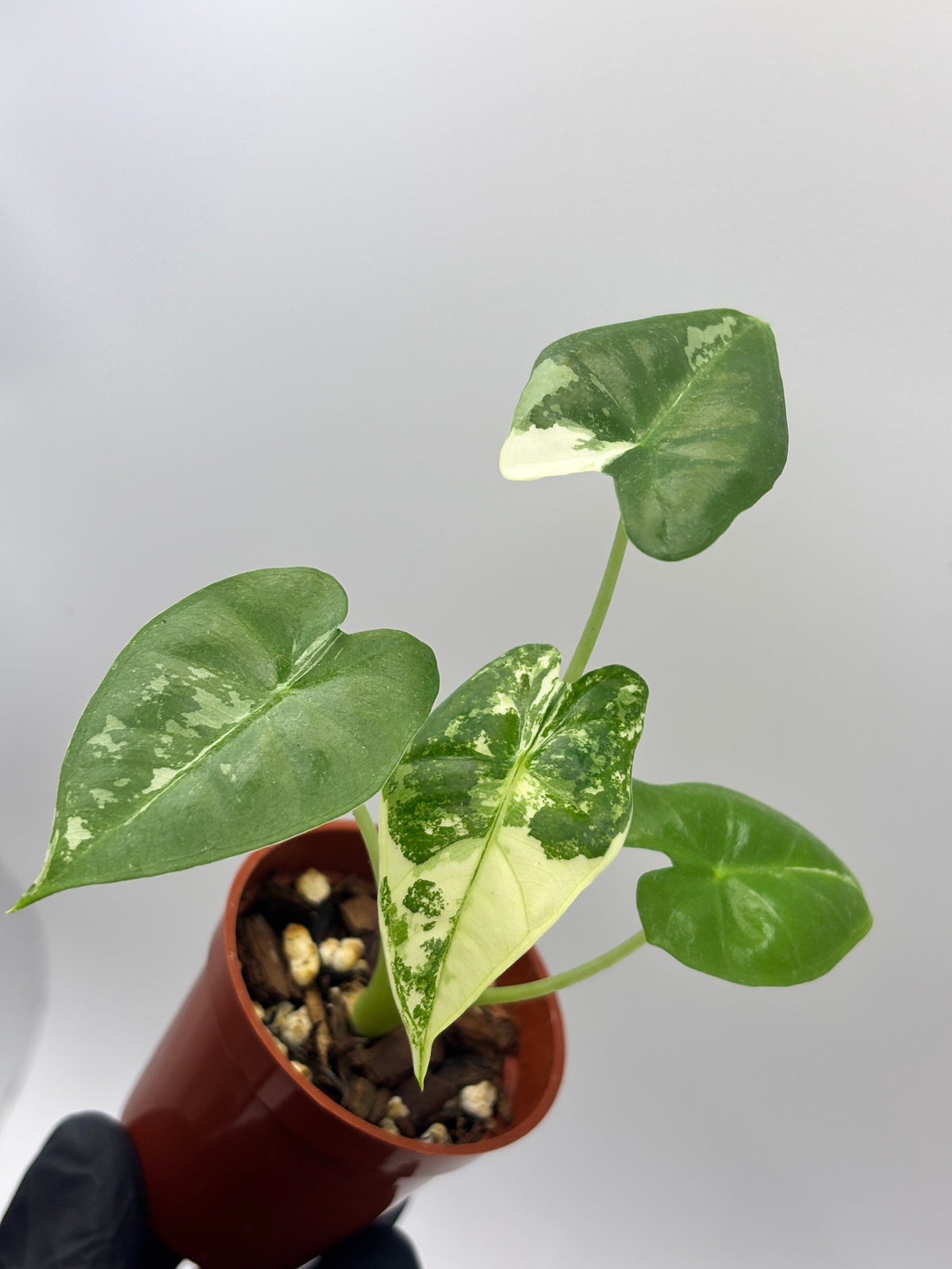 Alocasia Frydek Albo Variegated #02