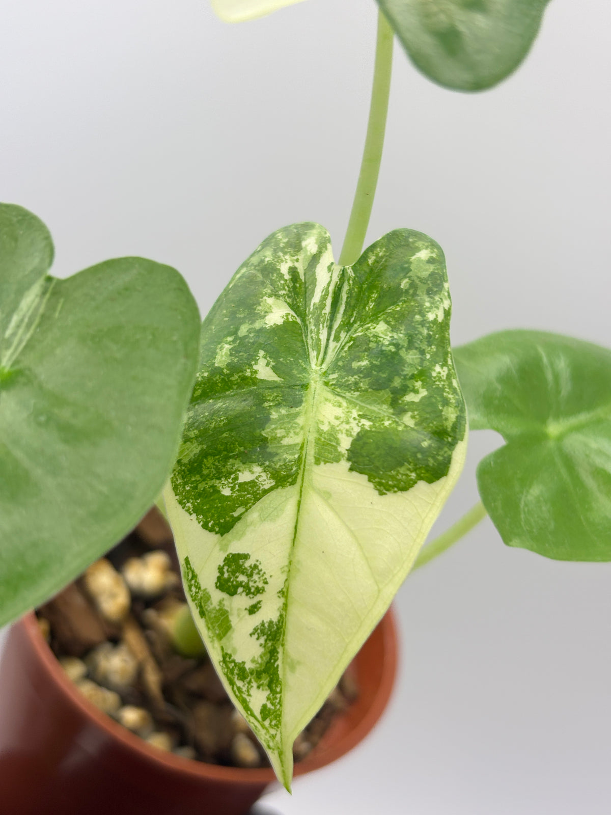 Alocasia Frydek Albo Variegated #02