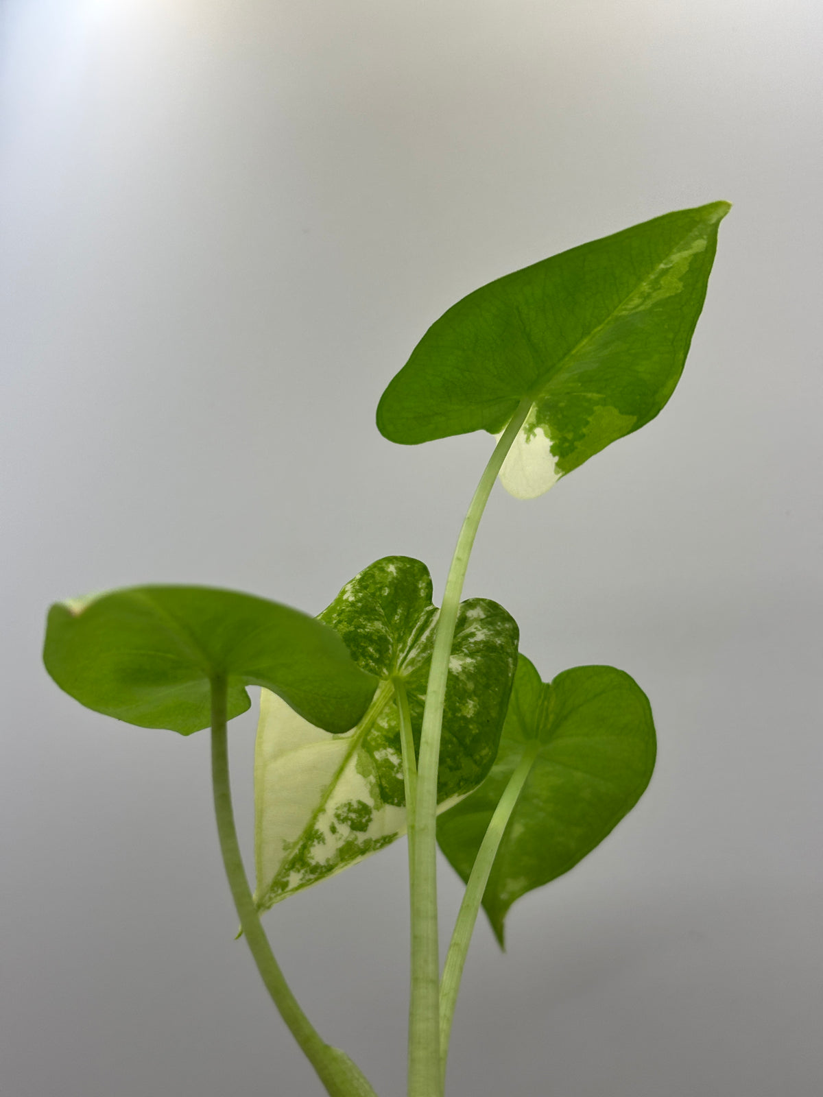 Alocasia Frydek Albo Variegated #02