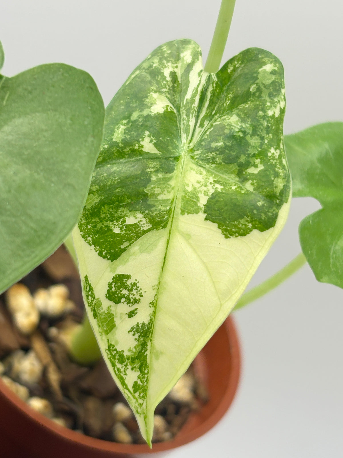 Alocasia Frydek Albo Variegated #02