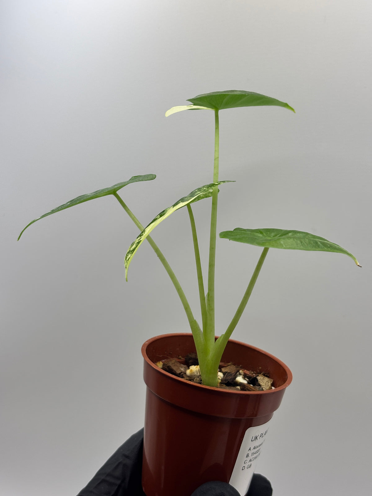 Alocasia Frydek Albo Variegated #02