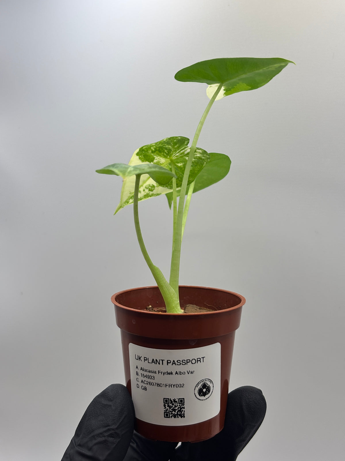 Alocasia Frydek Albo Variegated #02