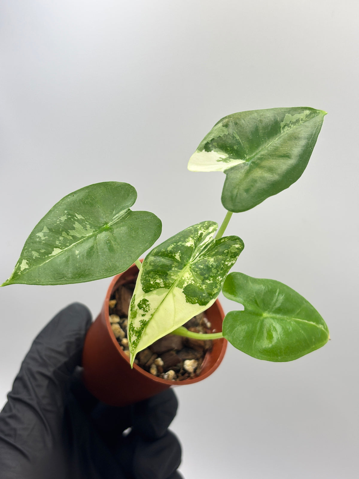 Alocasia Frydek Albo Variegated #02