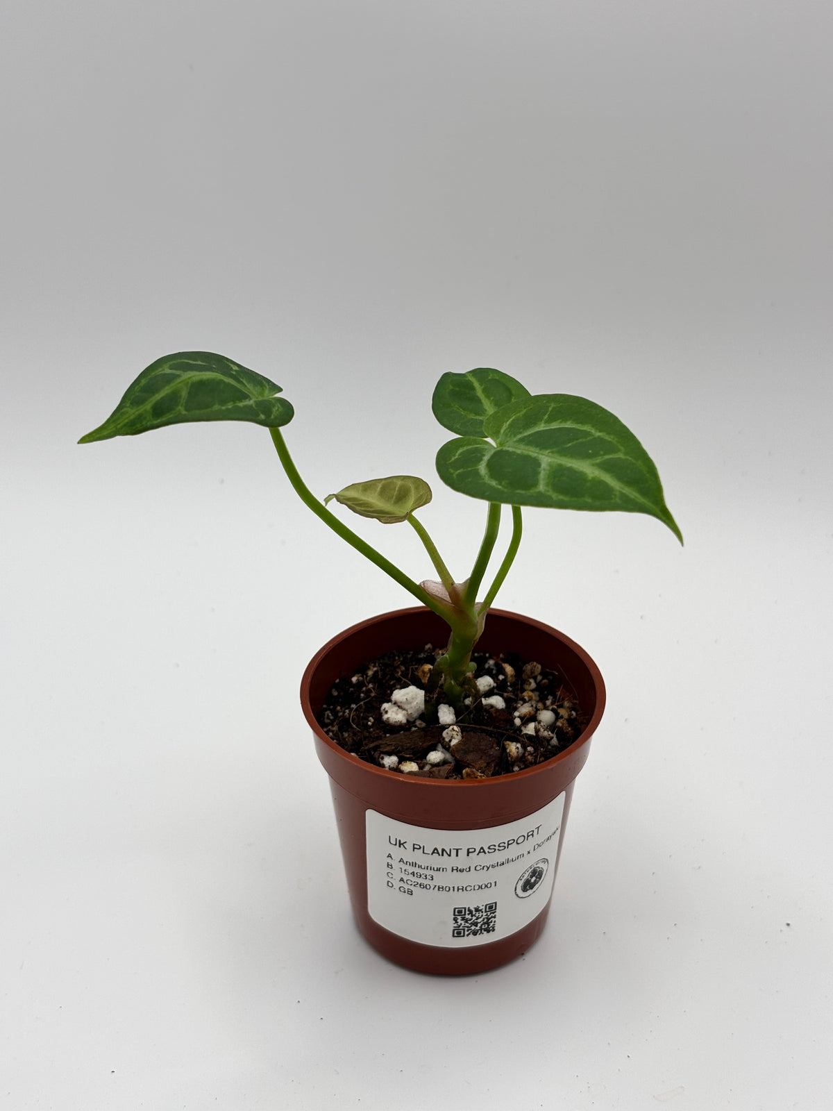 Anthurium Red Crystallinum x Dorayaki #01