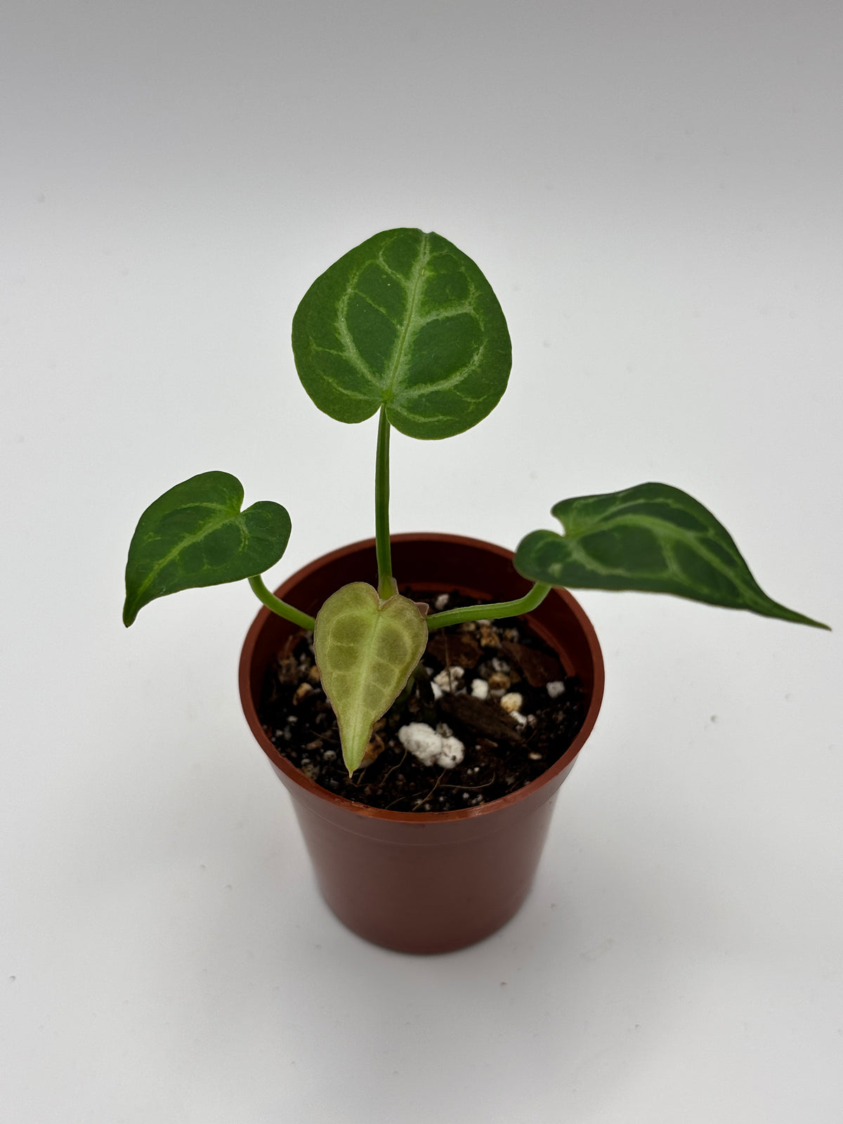 Anthurium Red Crystallinum x Dorayaki #01