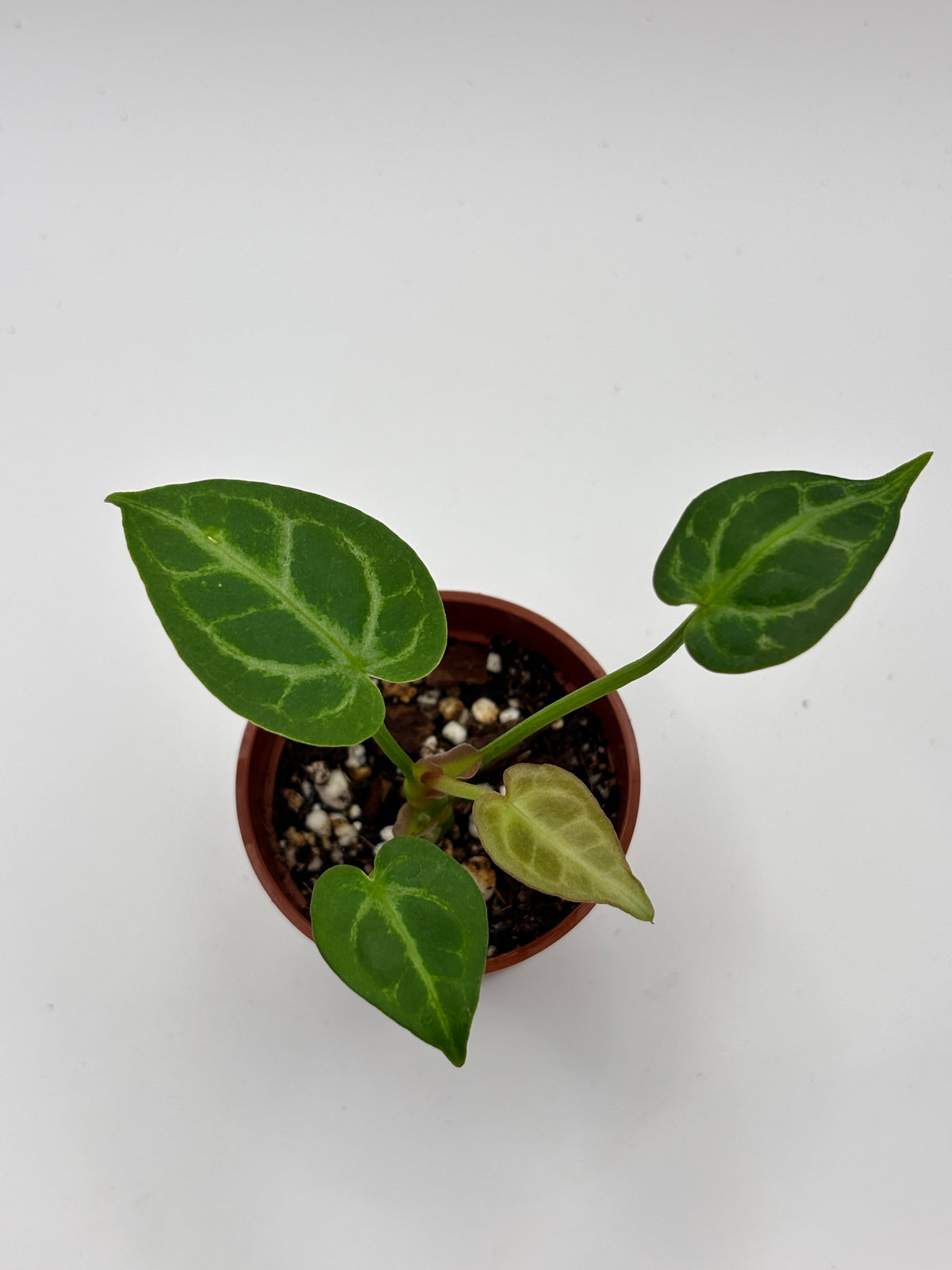 Anthurium Red Crystallinum x Dorayaki #01
