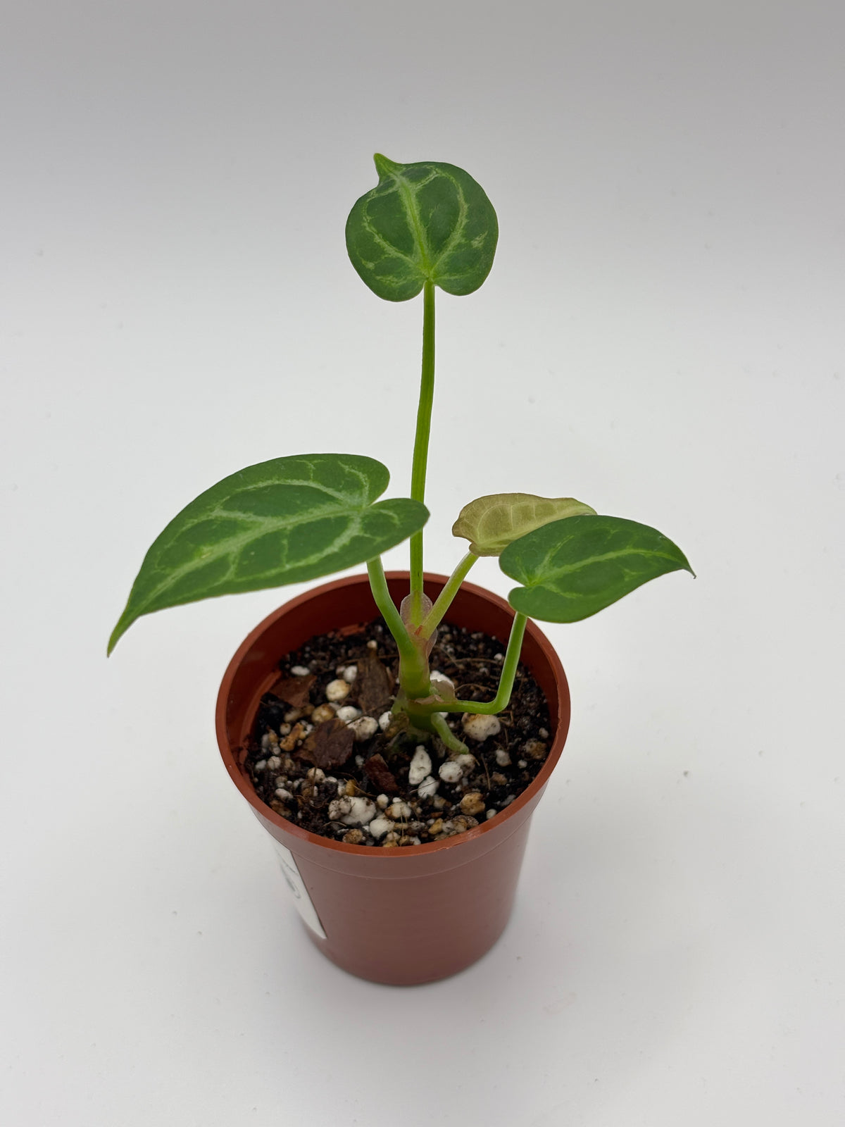 Anthurium Red Crystallinum x Dorayaki #01