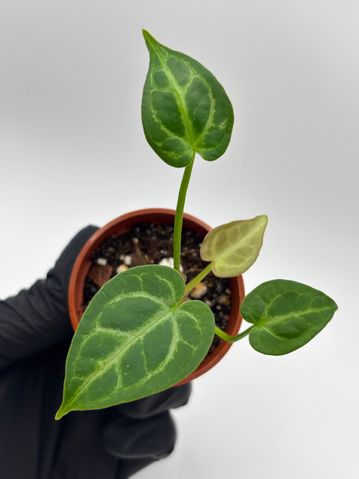 Anthurium Red Crystallinum x Dorayaki #01