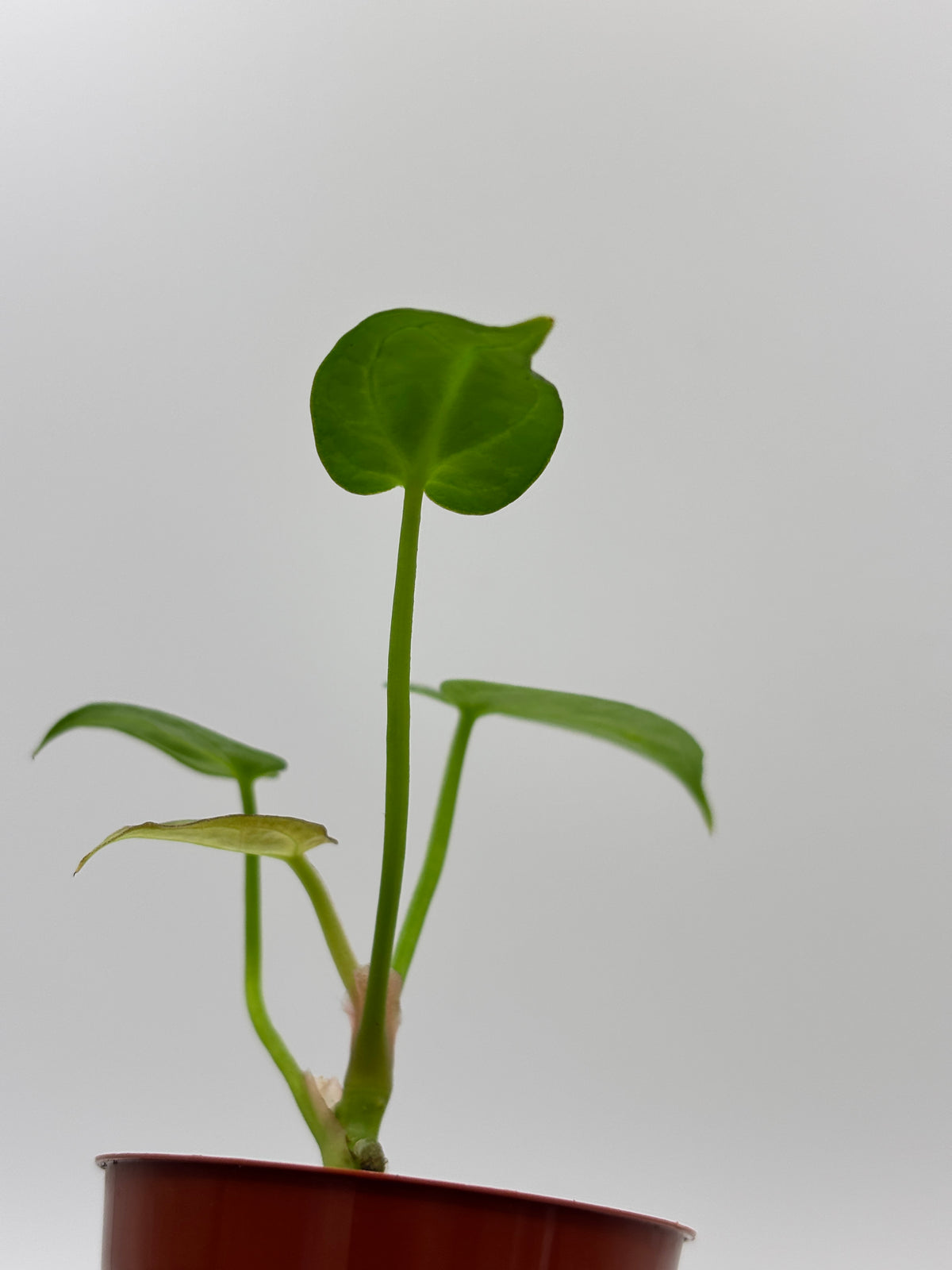 Anthurium Red Crystallinum x Dorayaki #01