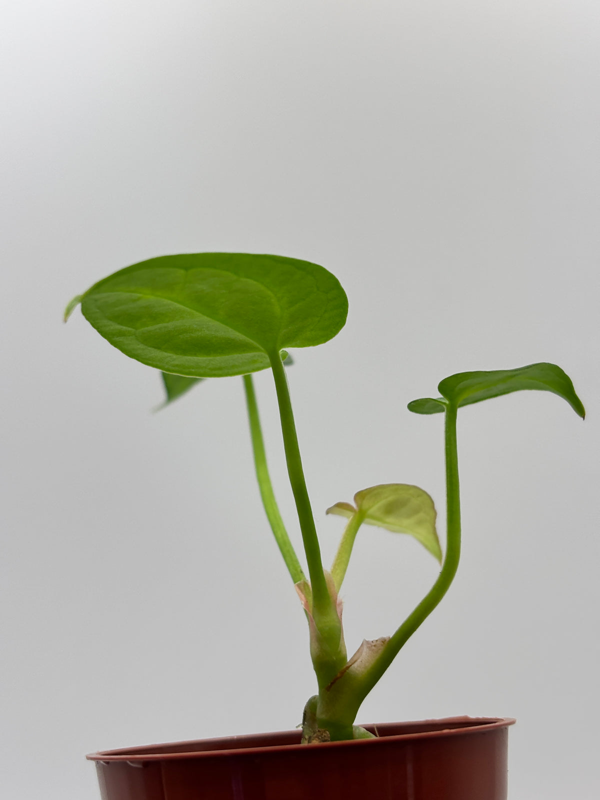 Anthurium Red Crystallinum x Dorayaki #01