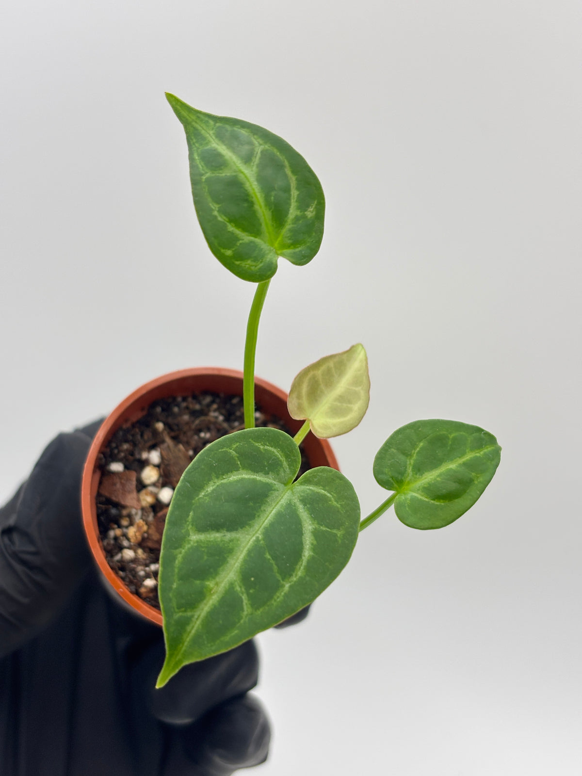 Anthurium Red Crystallinum x Dorayaki #01