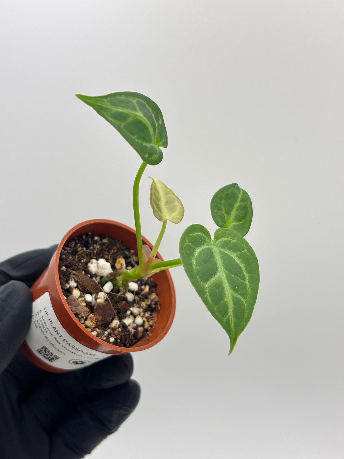 Anthurium Red Crystallinum x Dorayaki #01