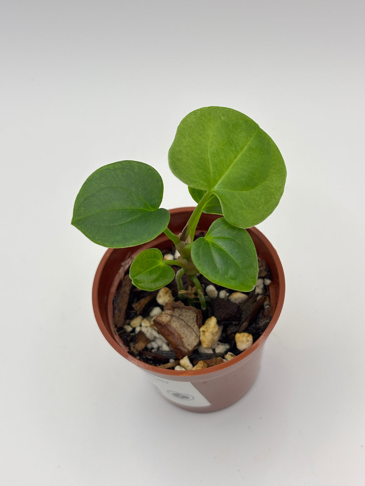 Anthurium Dark Phoenix #02