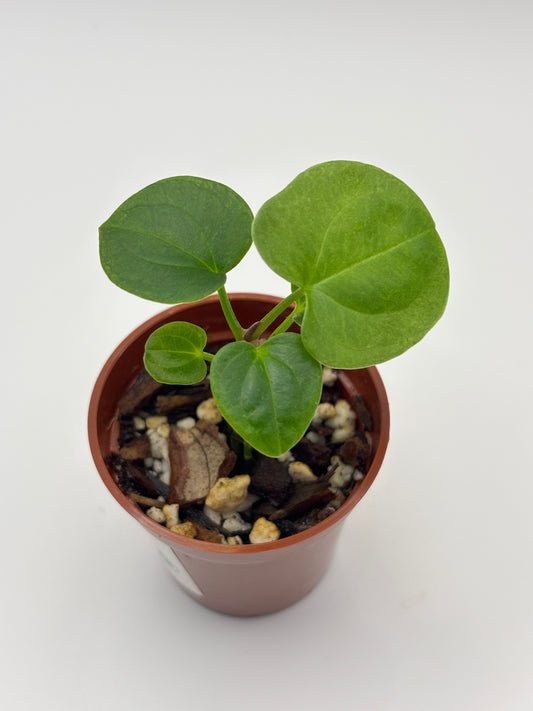 Anthurium Dark Phoenix #02