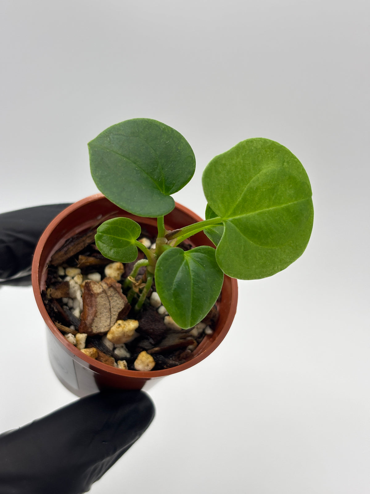 Anthurium Dark Phoenix #02