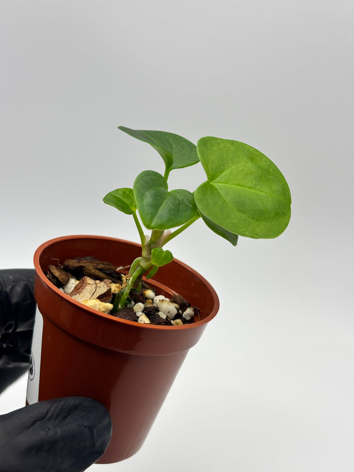 Anthurium Dark Phoenix #02