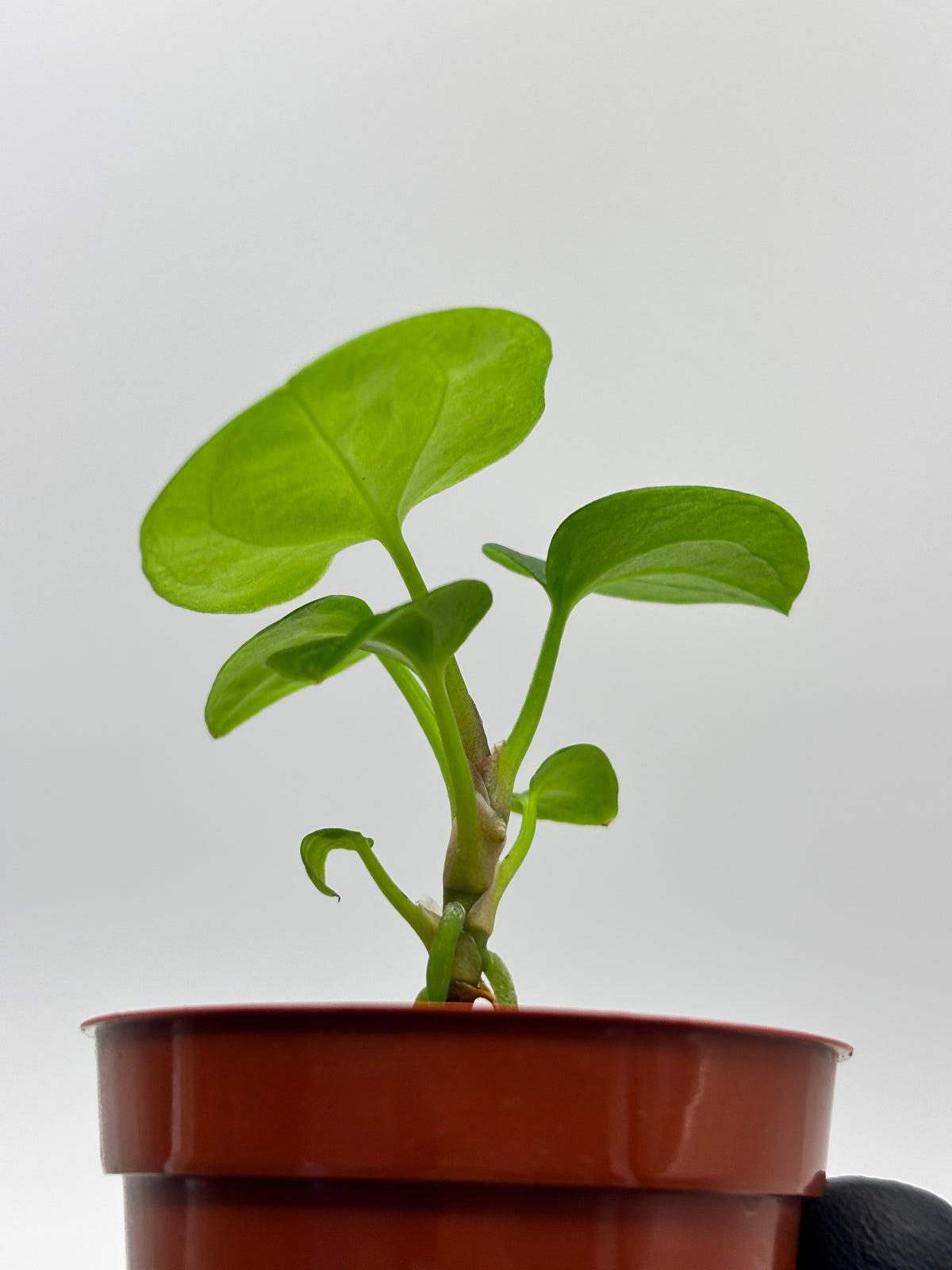 Anthurium Dark Phoenix #02
