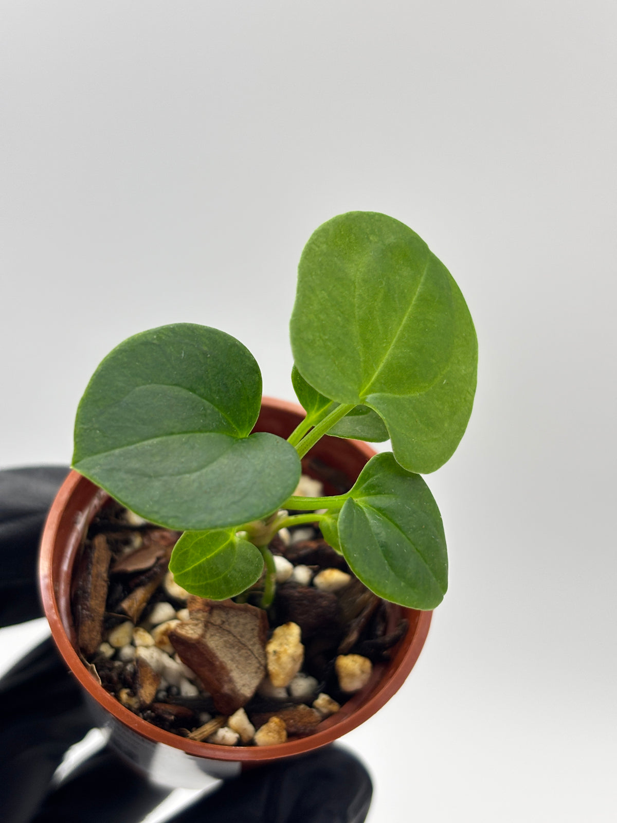Anthurium Dark Phoenix #02