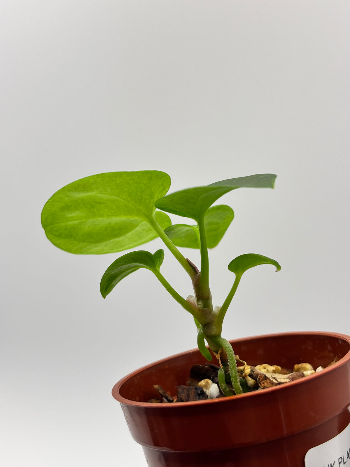 Anthurium Dark Phoenix #02