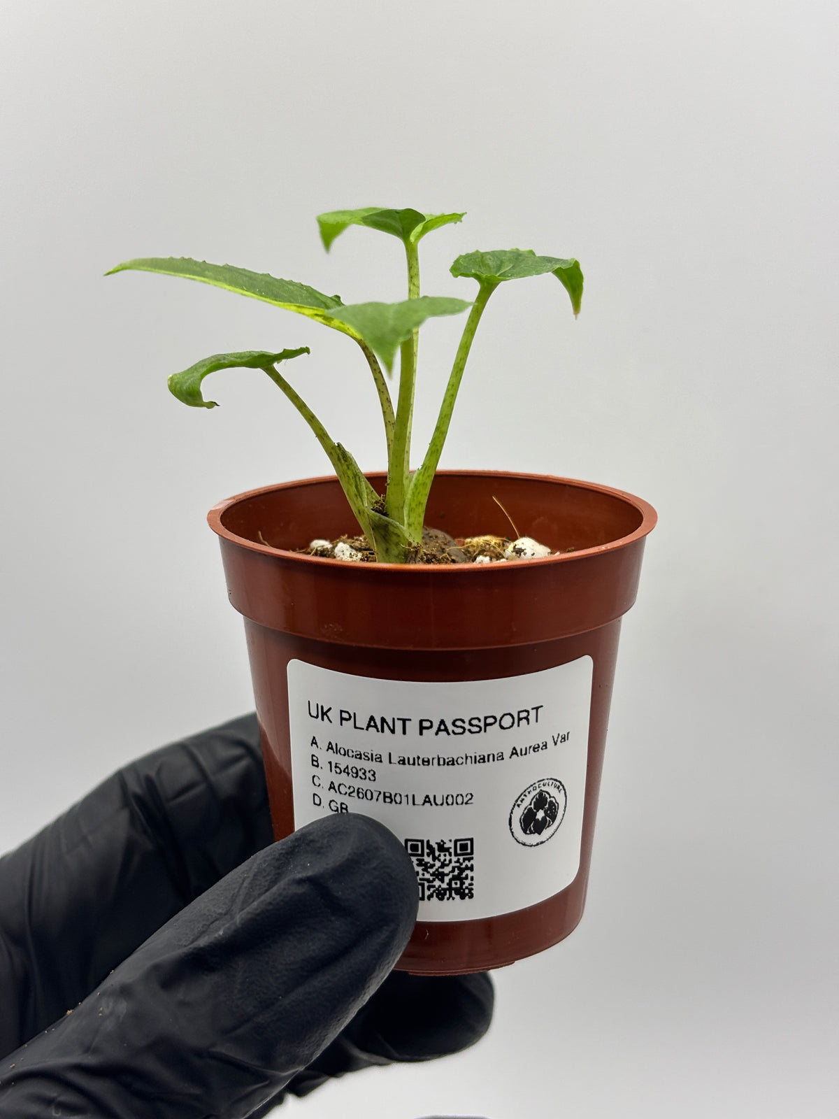 Alocasia Lauterbachiana Aurea Variegated #02