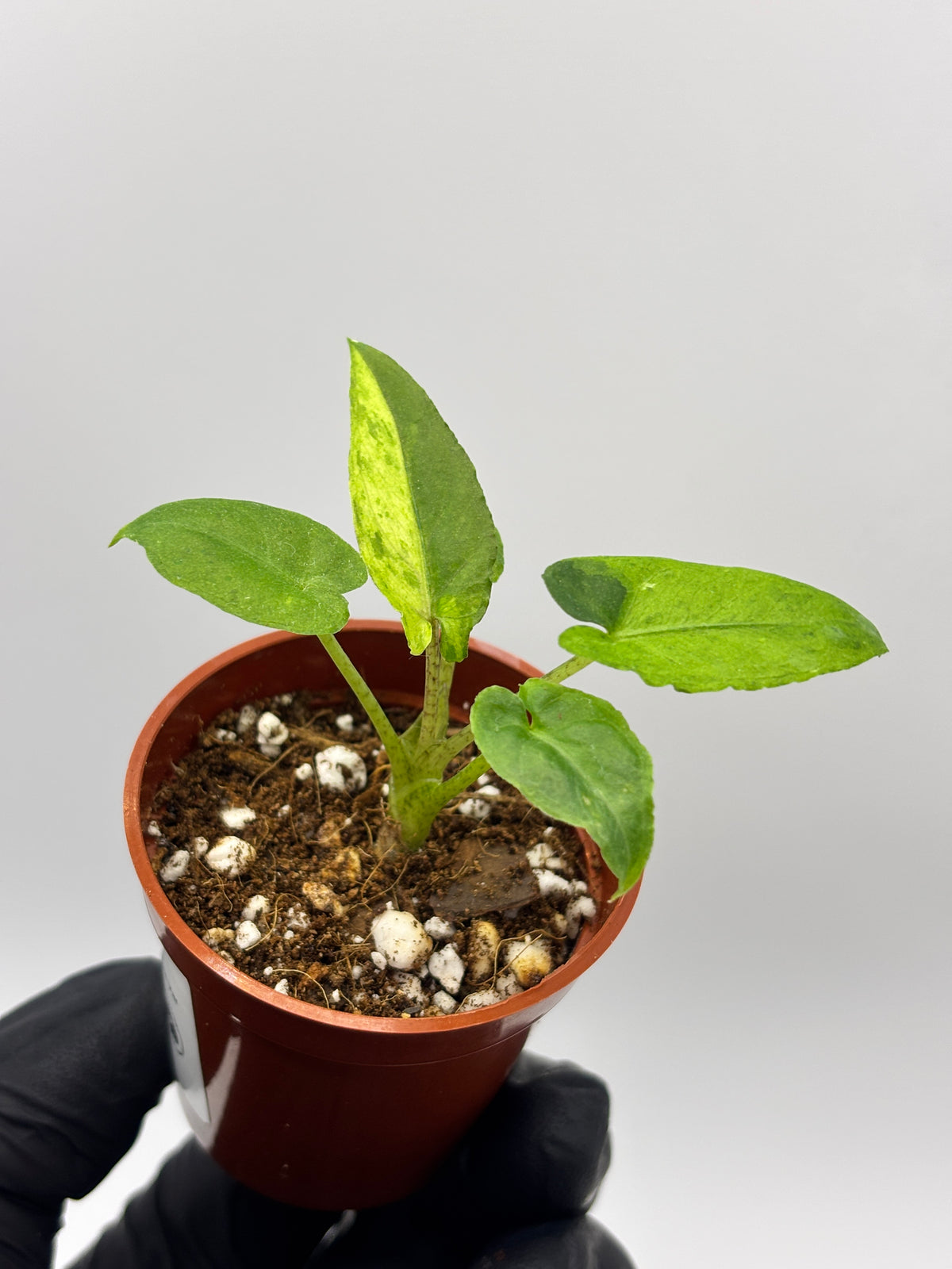 Alocasia Lauterbachiana Aurea Variegated #02
