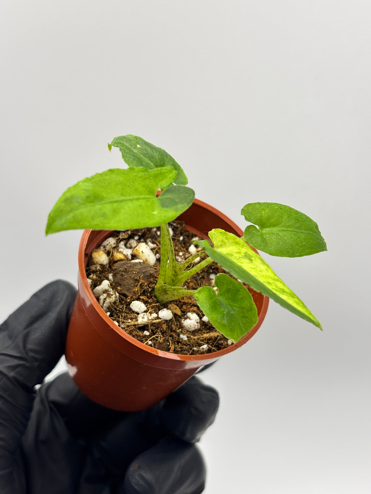 Alocasia Lauterbachiana Aurea Variegated #02