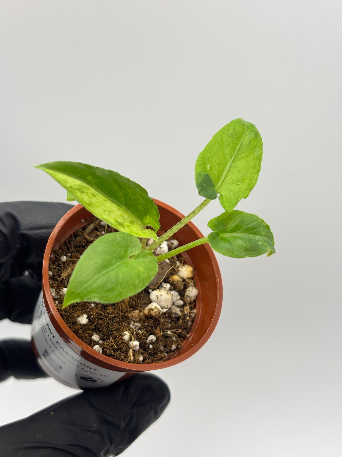 Alocasia Lauterbachiana Aurea Variegated #02