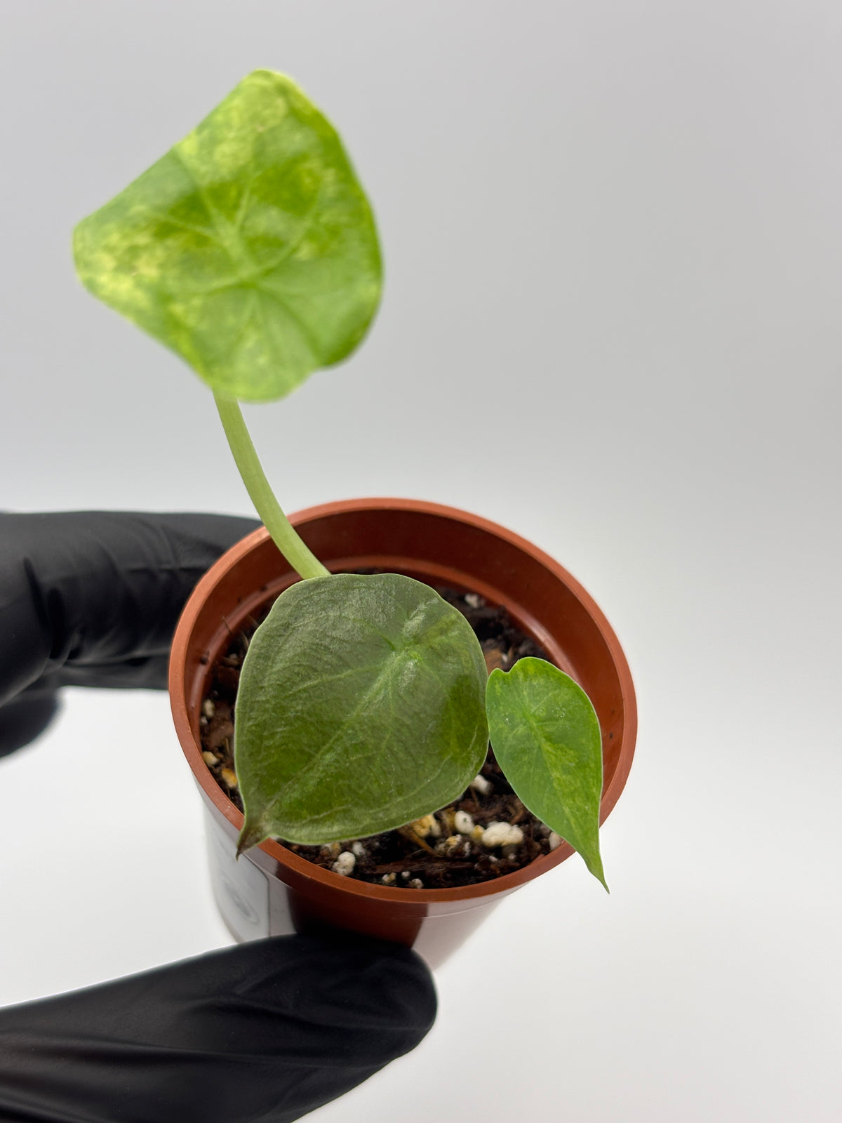 Alocasia Wentii Aurea Variegated #6 exact plant photo 3