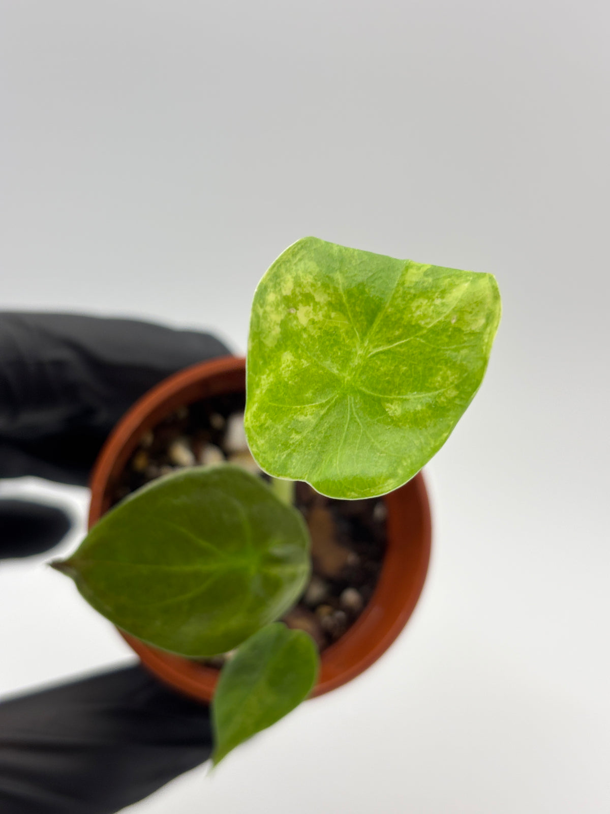 Alocasia Wentii Aurea Variegated #6 exact plant photo 4