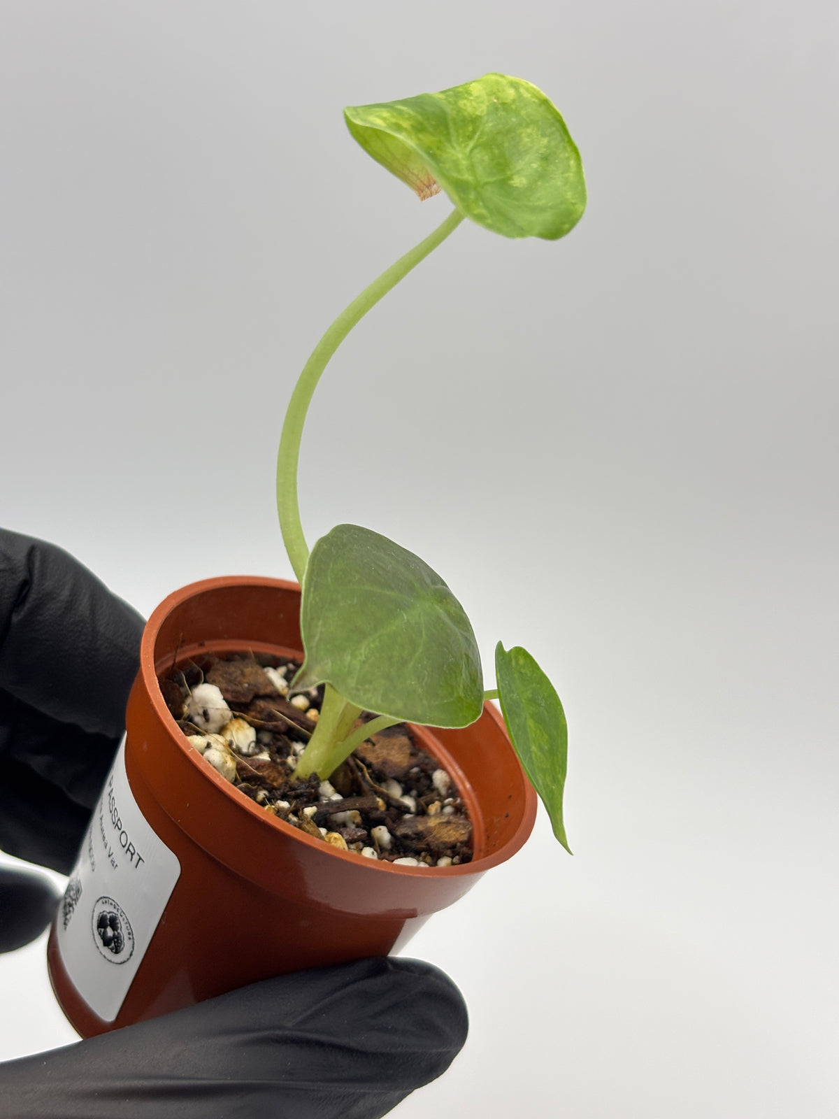 Alocasia Wentii Aurea Variegated #6 exact plant photo 5