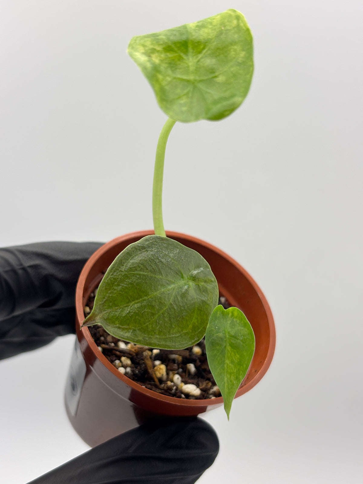 Alocasia Wentii Aurea Variegated #6 exact plant photo 6