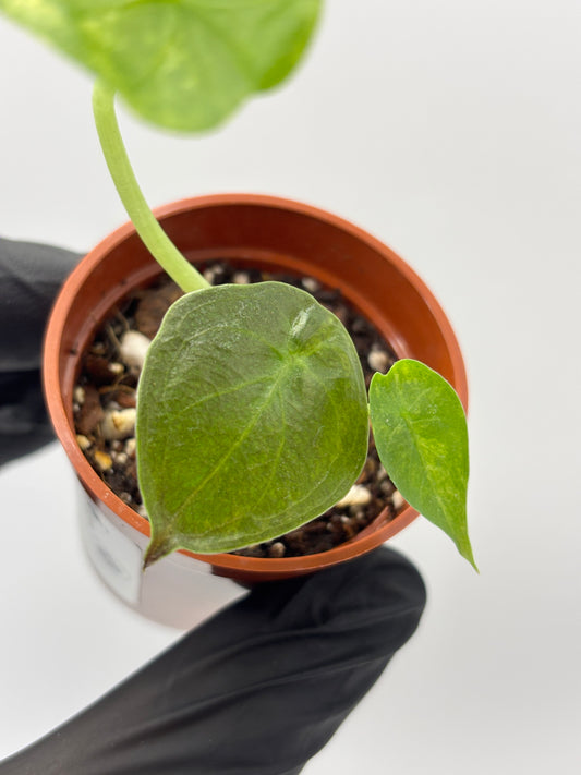 Alocasia Wentii Aurea Variegated #6 exact plant photo 1